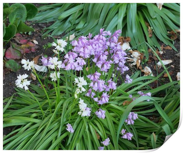 Pink and white blue bells Print by Roy Hinchliffe