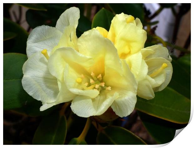 Yellow rhododendron Print by Roy Hinchliffe