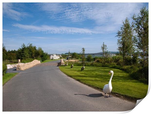 Swan and cygnets walk  Print by Roy Hinchliffe