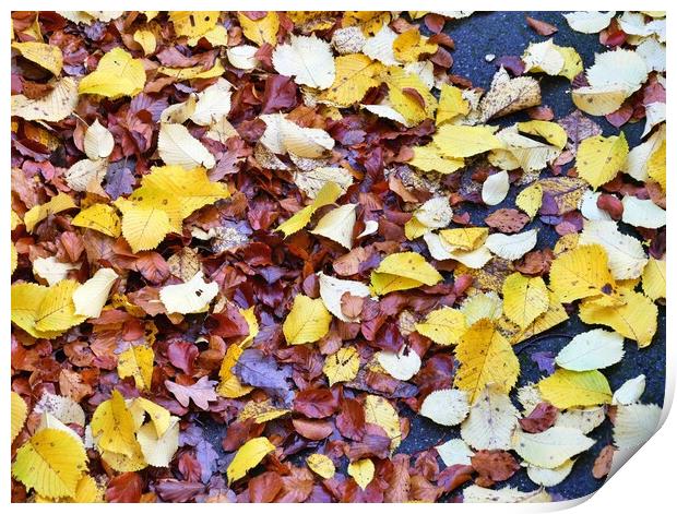 Autumn leaves Print by Roy Hinchliffe