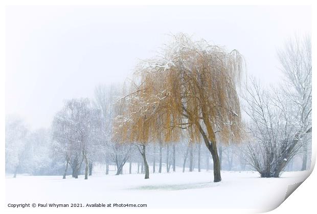 A Willow Tree Weeping in the Falling Snow.  Print by Paul Whyman