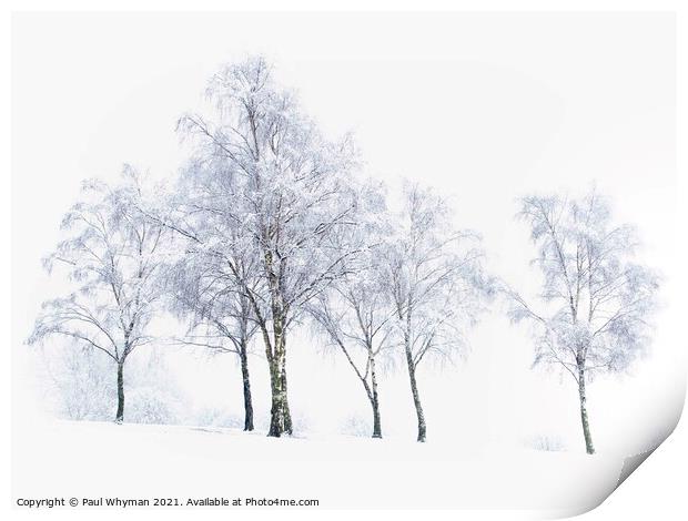 Silver birch trees in the winter snow Print by Paul Whyman