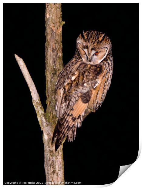 Long eared Owl Print by Moi Hicks