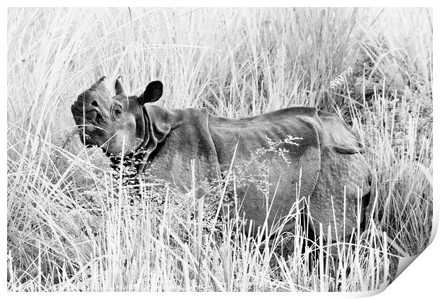 A wild rhino in fields in Chiwan national park, Nepal (black and white) Print by Chun Ju Wu