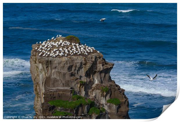 Muriwai Gannet Colony in New Zealand Print by Chun Ju Wu