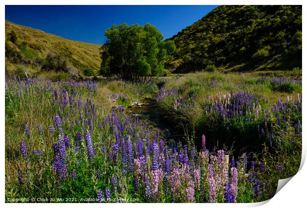Landscape of South Island with lupine flowers in New Zealand Print by Chun Ju Wu