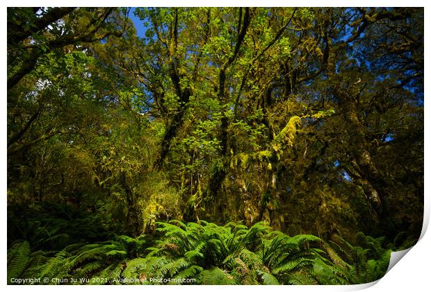 View of woods in South Island, New Zealand Print by Chun Ju Wu