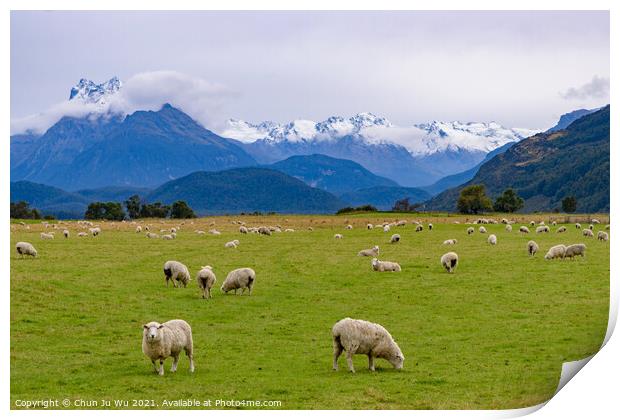 A herd of sheep grazing on a lush green field in New Zealand Print by Chun Ju Wu