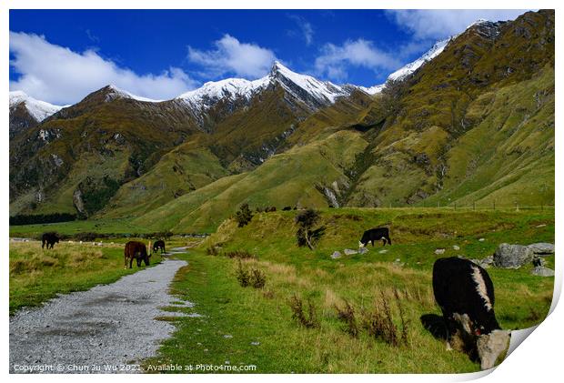 Cattle grazing on grass field in Mount Aspiring National Park, South Island, New Zealand Print by Chun Ju Wu