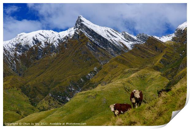 Cattle grazing on grass field in Mount Aspiring National Park, South Island, New Zealand Print by Chun Ju Wu