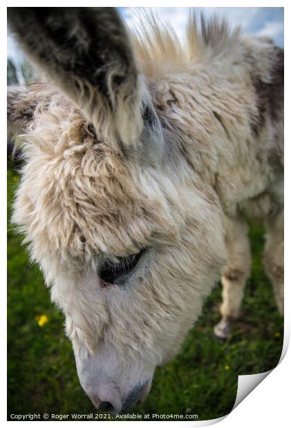 A close up of a Donkey Print by Roger Worrall