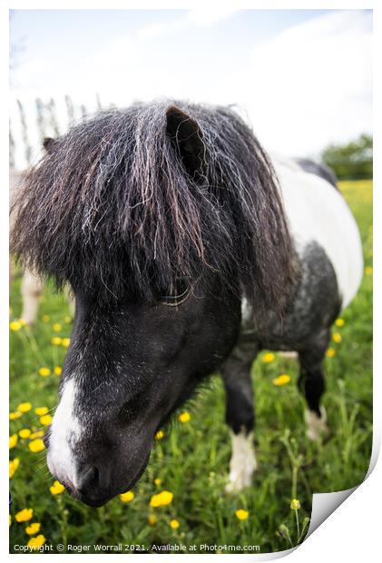 Shetland pony  Print by Roger Worrall