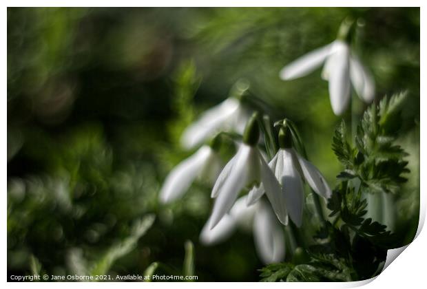 Stunning Snowdrops Print by Jane Osborne