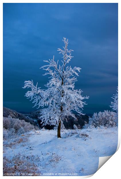 A tree in the snow Print by Nic Croad
