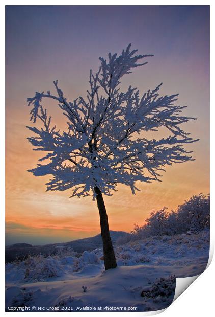 A tree in the snow at sunset Print by Nic Croad