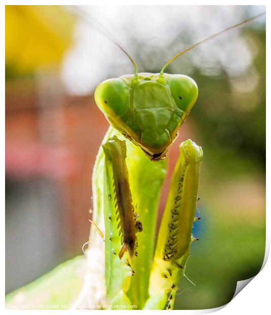 Praying Mantis Print by Nic Croad