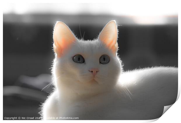 Cute White Cat Print by Nic Croad