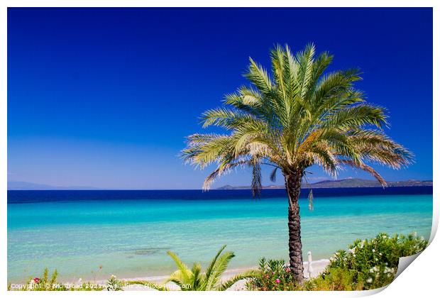 Palm Tree on a white sand beach Print by Nic Croad