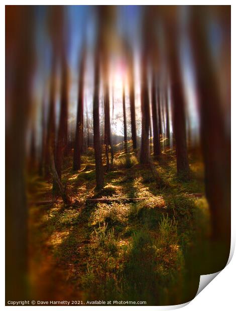 Forest Light 9 Print by Dave Harnetty