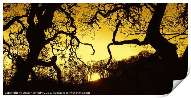 Suntree Silhouettes Print by Dave Harnetty
