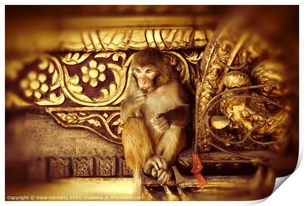 Assamese Monkey Print by Dave Harnetty