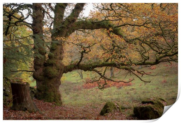 large old tree in autumn Print by christian maltby