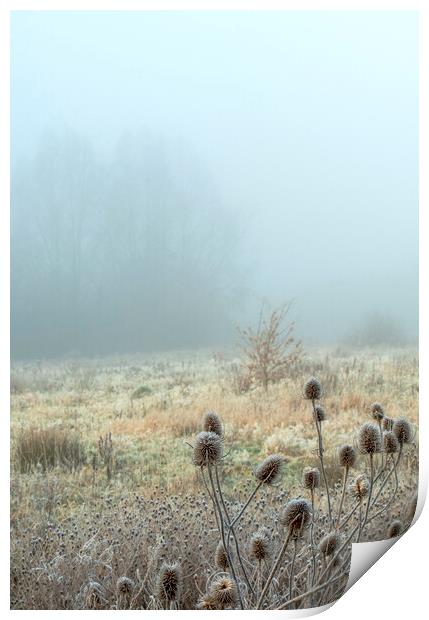 Icy Teasels in the fog on Newport wetlands Print by Frank Farrell