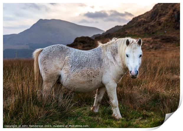 Welsh mountain Ponies Print by John Henderson