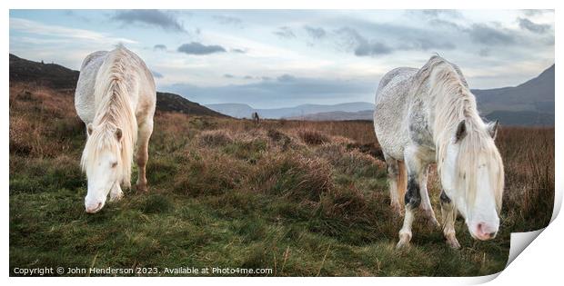 Welsh mountain Ponies Print by John Henderson