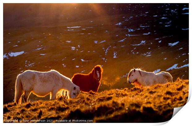  Wild Ponies of Wales Print by John Henderson