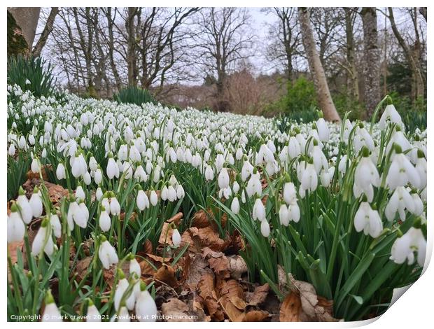 Snowdrops Print by mark craven