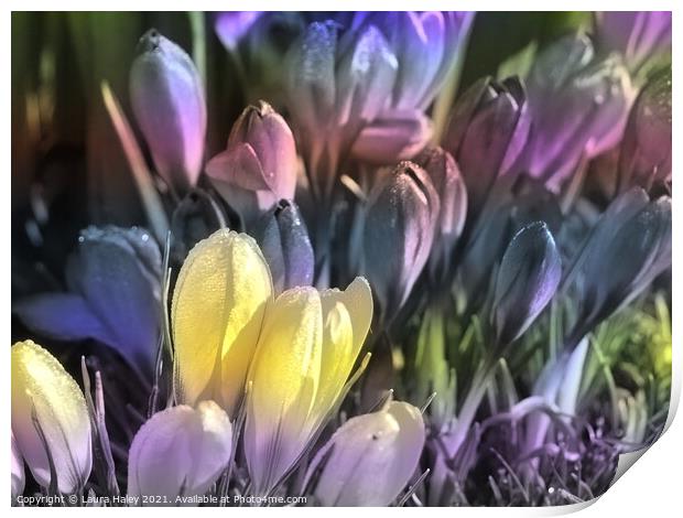 Crocuses Mixed Pastels Print by Laura Haley