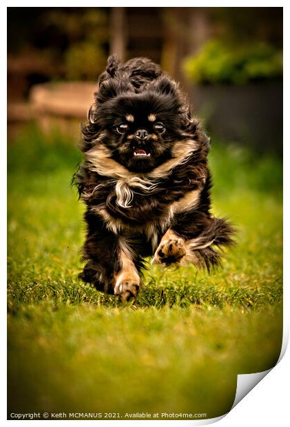 Pekingese running Print by Keith McManus