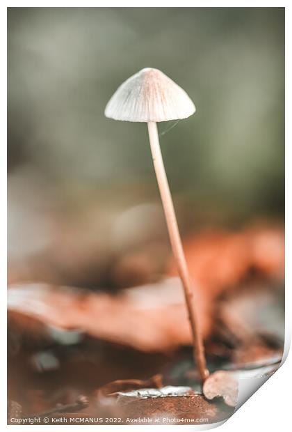 Lonely mushroom Print by Keith McManus