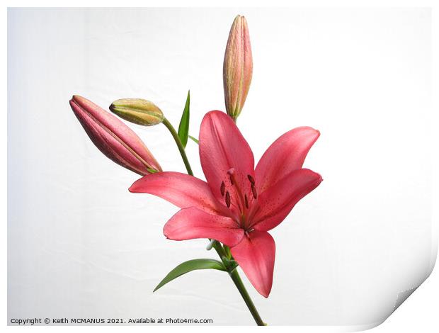 Long exposure Lily Print by Keith McManus