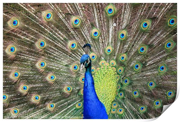 Peacock Print by Norbert David