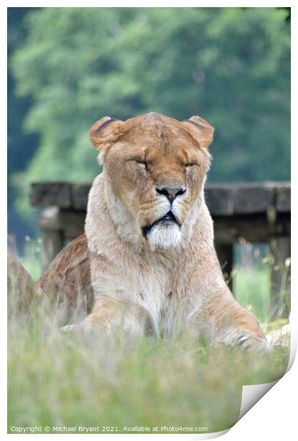 An old lion sitting in a field  Print by Michael bryant Tiptopimage