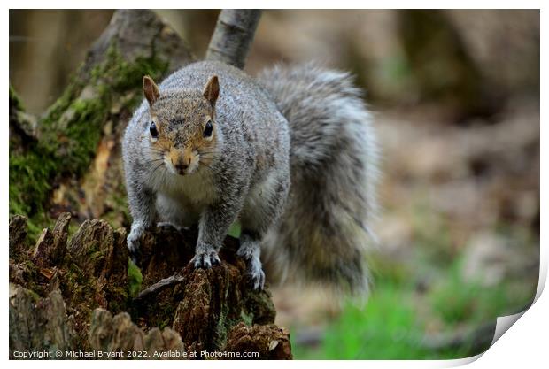 A squirrel standing on a tree Print by Michael bryant Tiptopimage