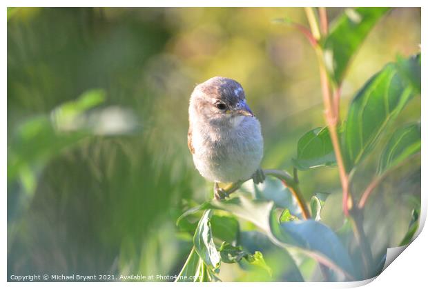 A sparrow pearched on a branch Print by Michael bryant Tiptopimage