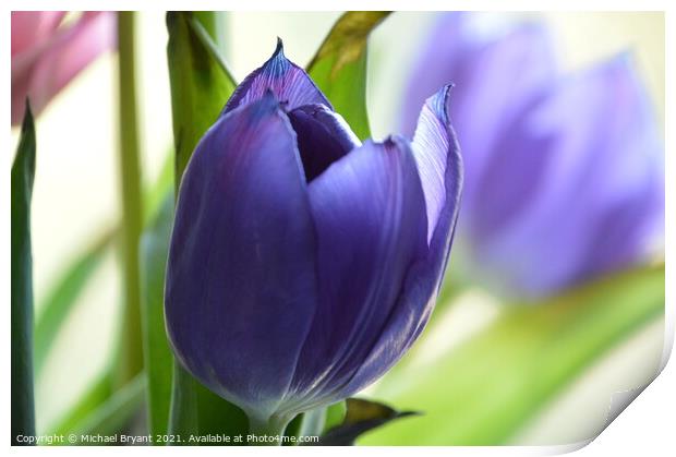 Purple tulip Print by Michael bryant Tiptopimage