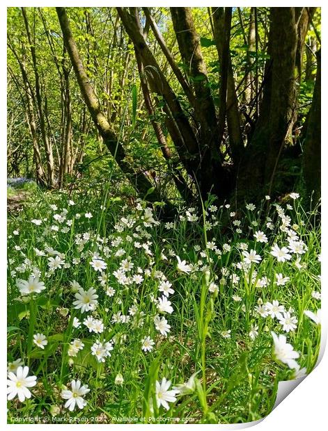 Woodland wild Flowers  Print by Mark Ritson