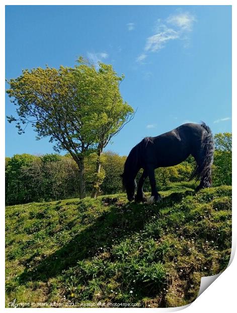 Horse in the Meadow  Print by Mark Ritson