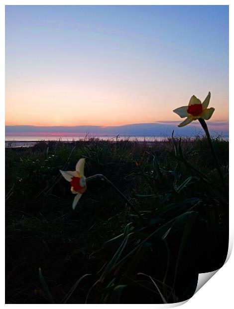 Narcissus at Sunset Print by Mark Ritson