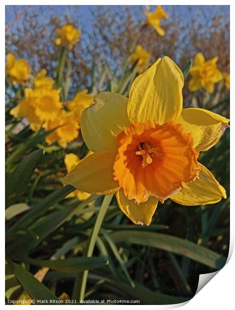 Narcissus Spring Time Flowes Print by Mark Ritson