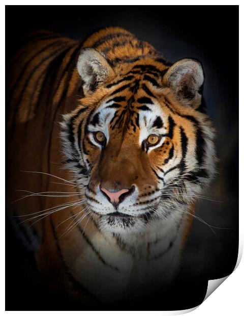 Siberian Tiger portrait Print by Jim Cumming