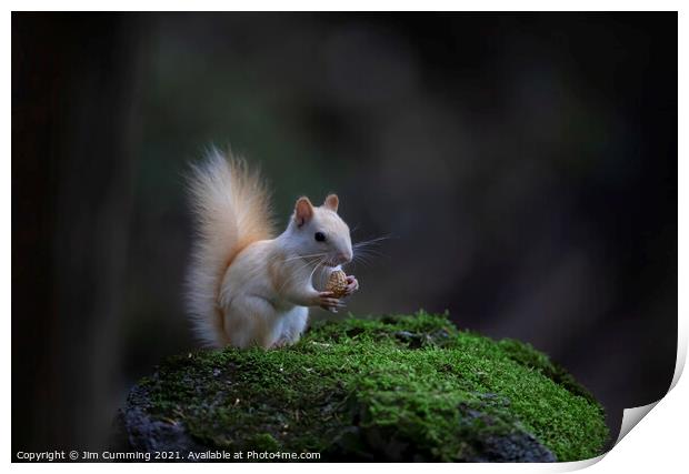 White Squirrel with peanut Print by Jim Cumming