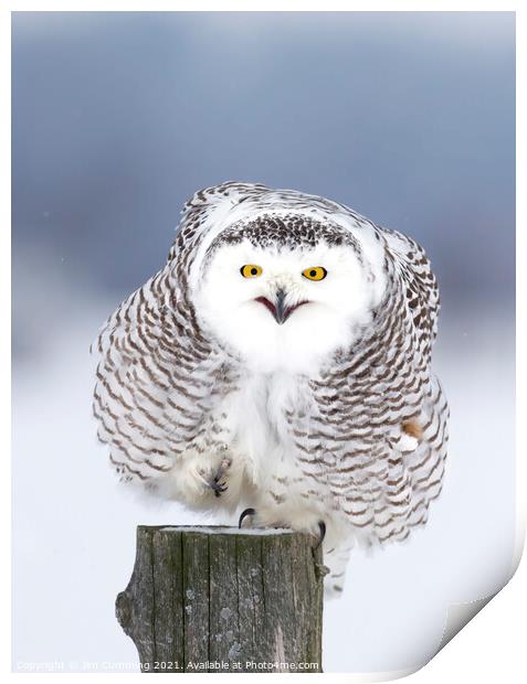 Smiling Snowy Owl  Print by Jim Cumming