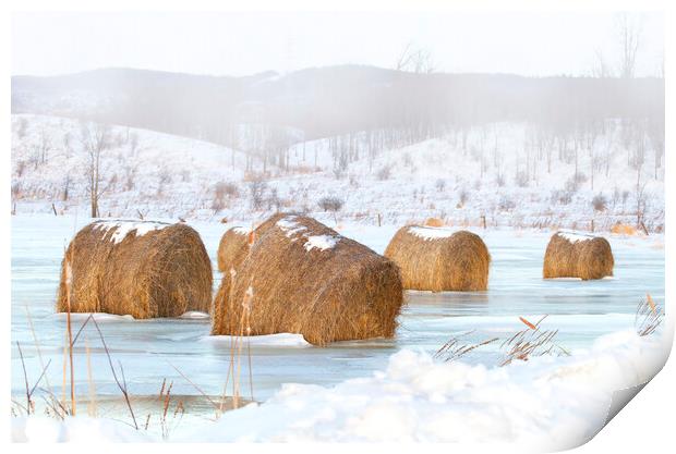 Frosted mini wheats - Hay bales Print by Jim Cumming
