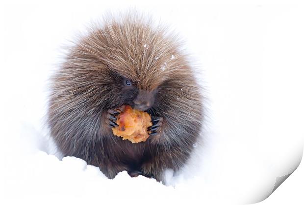 Baby porcupine eating an apple in winter Print by Jim Cumming