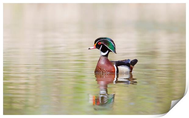 Silky Waters - Wood Duck Print by Jim Cumming